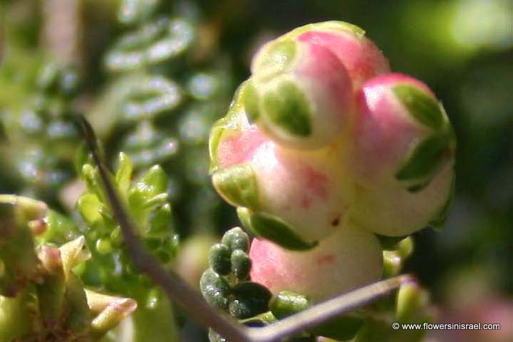 Flowers in Israel